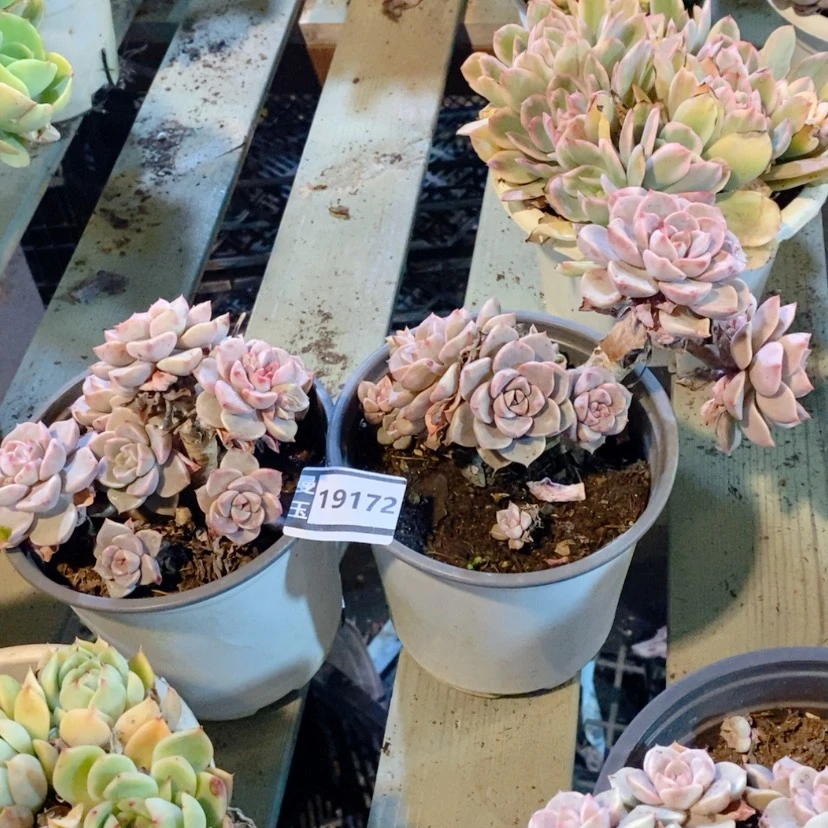 【闪购商品】花***8红粉佳人两颗19172