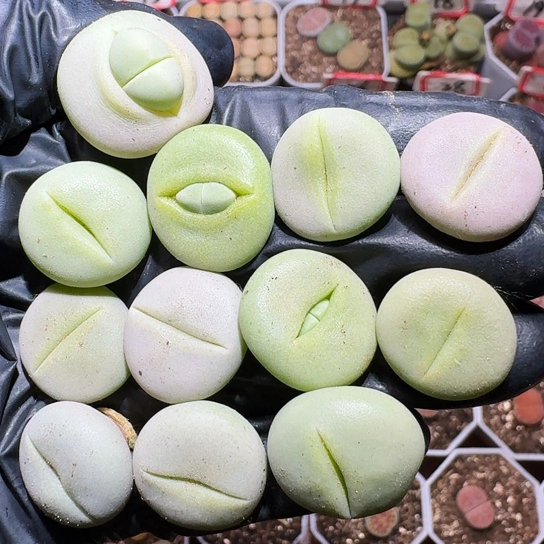 生石花等1111111。  93