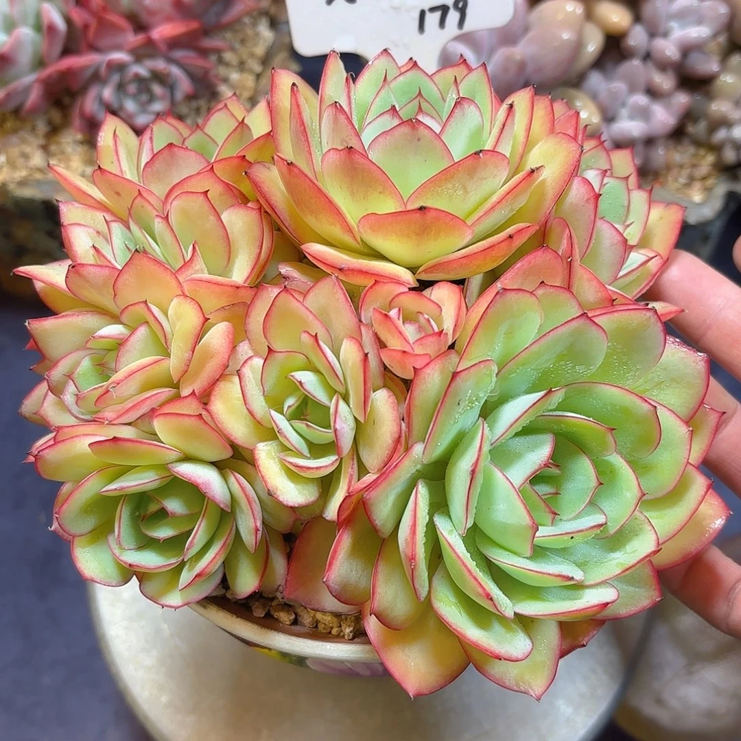 多肉植物脱土包邮