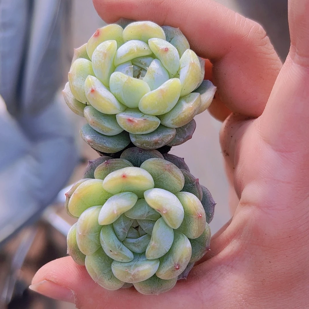 白恋2个苗19包邮