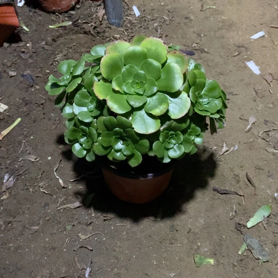 无花朵9号链接八尺镜法师