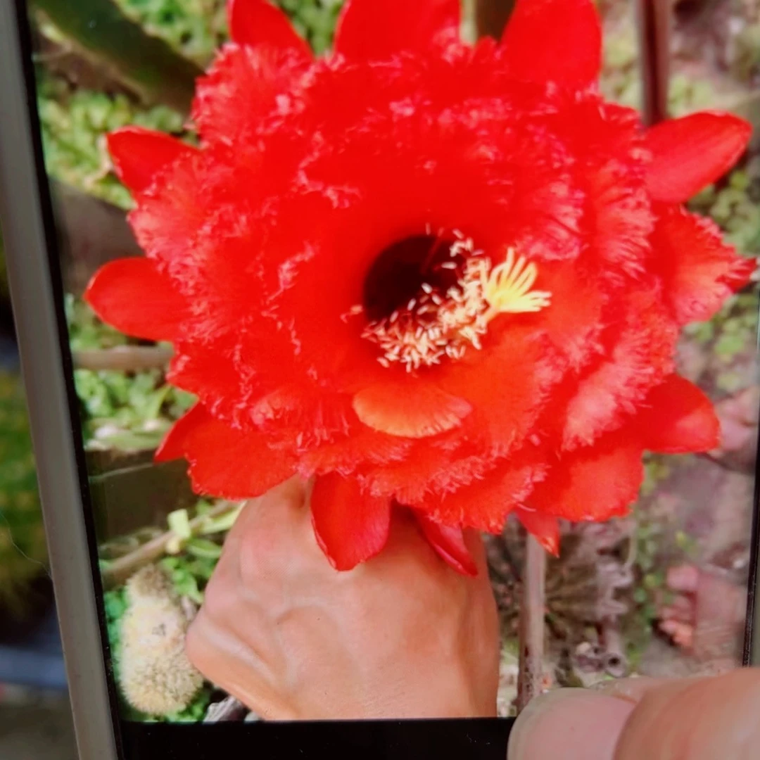 下131毛天狼星歪无根侧芽5公分左右20包邮