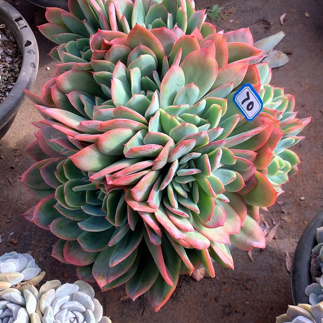 70绮罗 一物一拍多肉