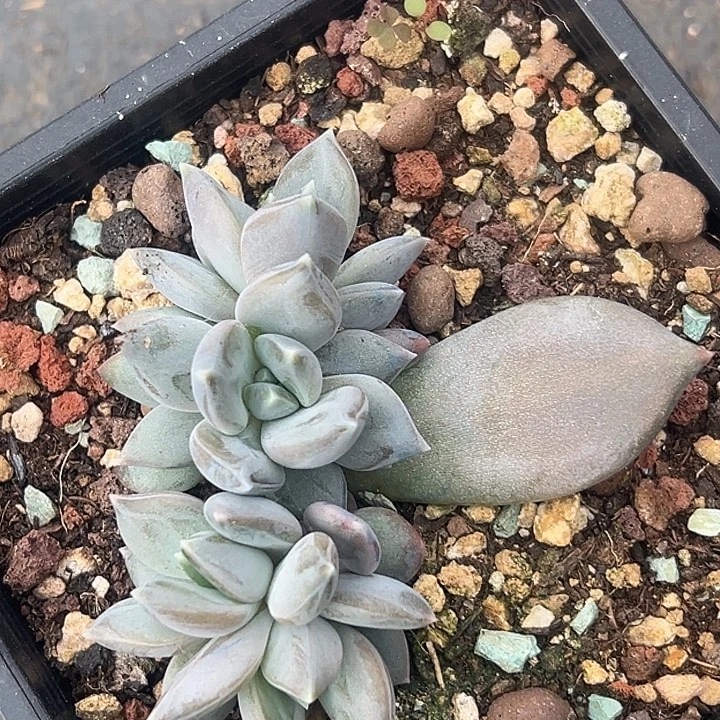 邀月美人特价一物一拍