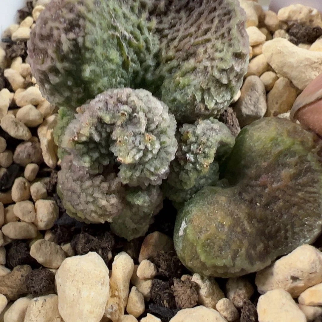 024-1219有疤叶片福利底叶特价