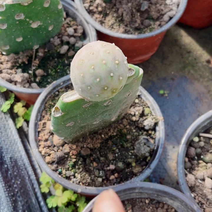 单头无刺习志野嫁接仙人球