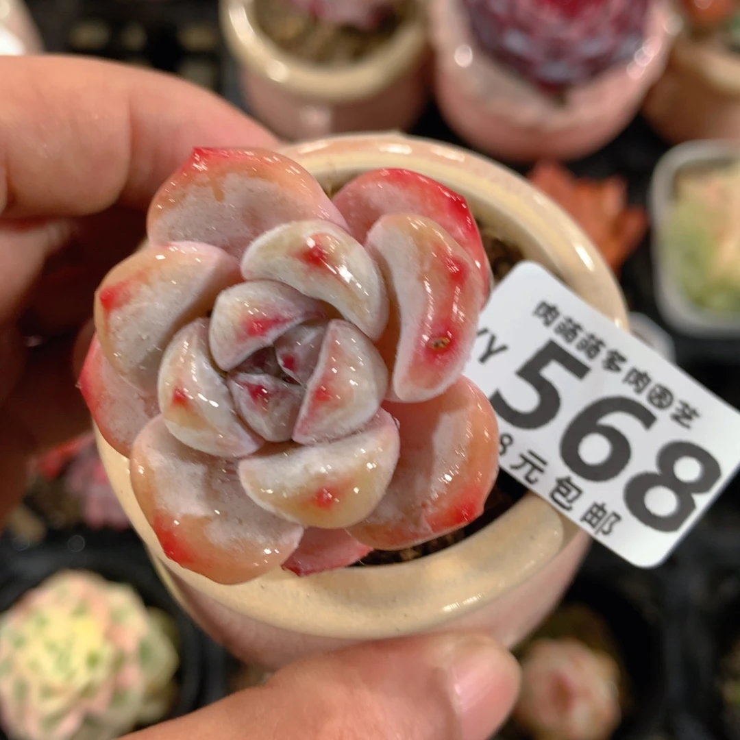 5CM拇指盆精控多肉YY568