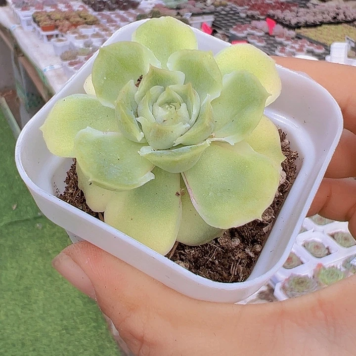 虾饺19包邮多肉植物