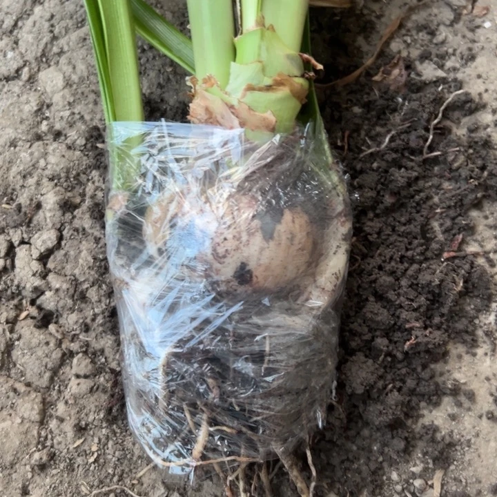 杂交剪花件发货   0418