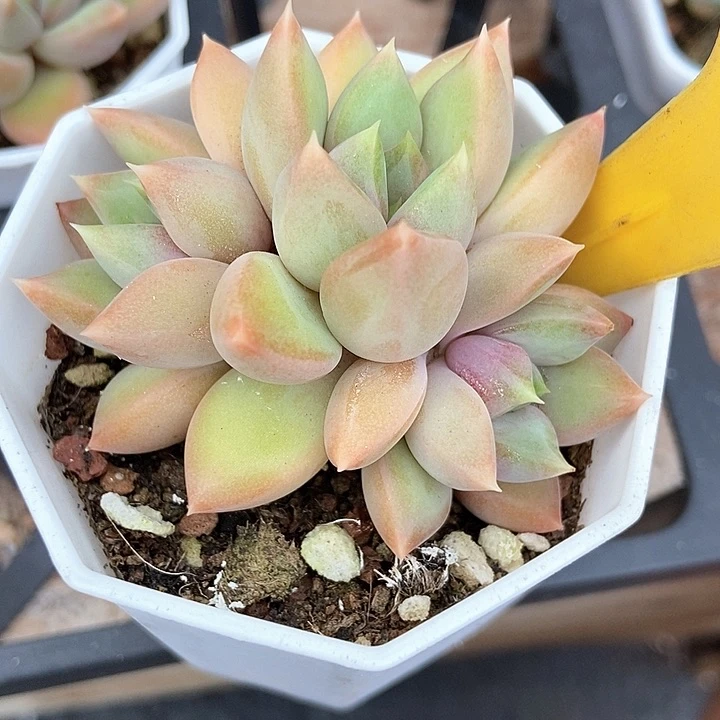 多肉植物红象牙1096