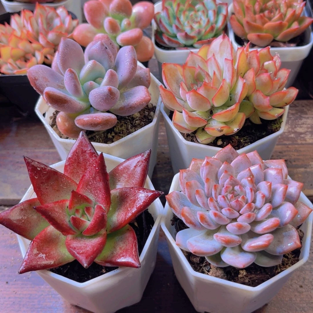 奥普 罗卡 星星橙 菲欧娜双头