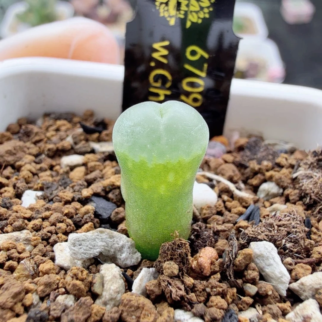 绿安格 tt 12-24-L33。