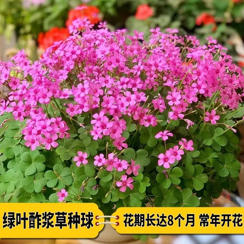 红花酢浆草种球炸酱草多年生植物庭院种植耐寒四季开花不怕冻的花