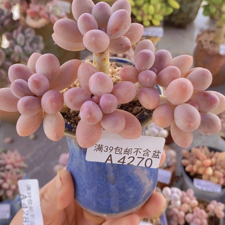香水手指奶老桩9cm4270多肉植物