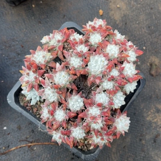 赵**子谢谢姐姐～一物一拍046