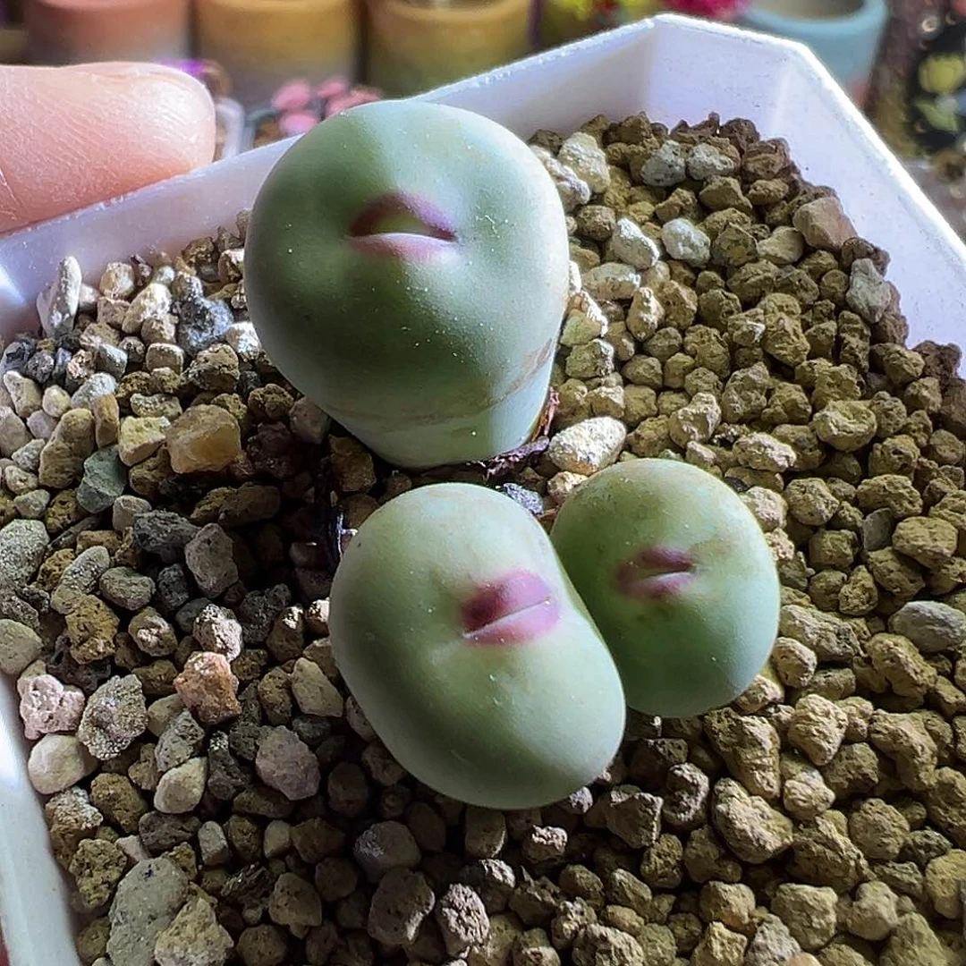 福利313#。      韩嘴。