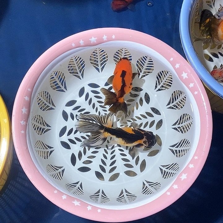 海水泰狮玛丽熊猫超级漏