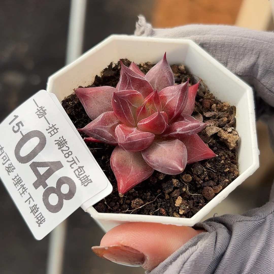 墨韵无盆土发货无盆