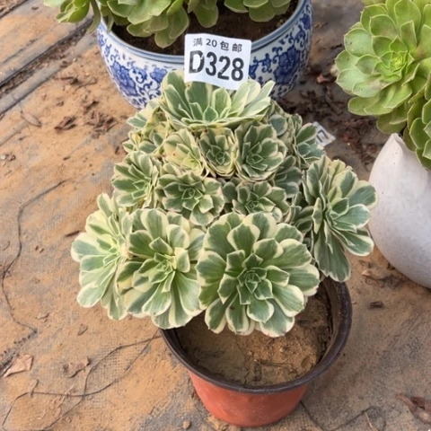 328迈巴赫不包断枝