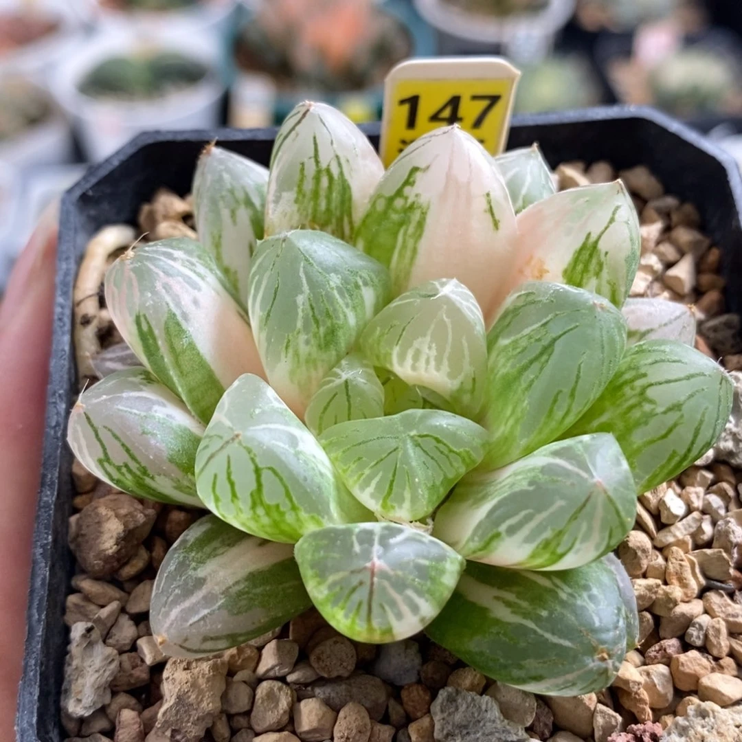 147苏州玉露锦一物一拍