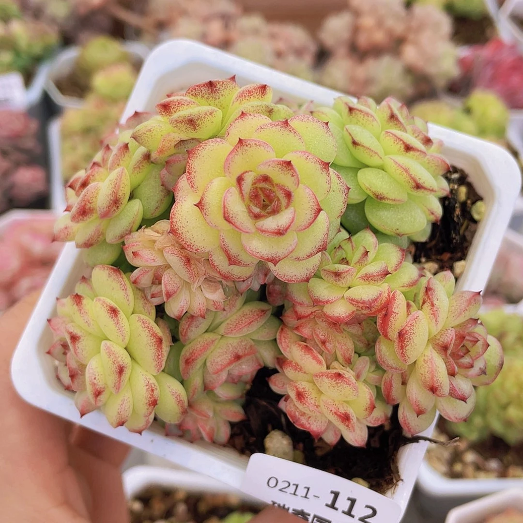 0000000000000112量拍