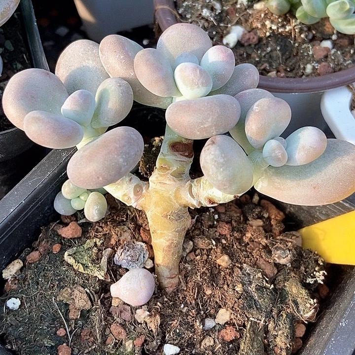 多肉植物大叶奶870