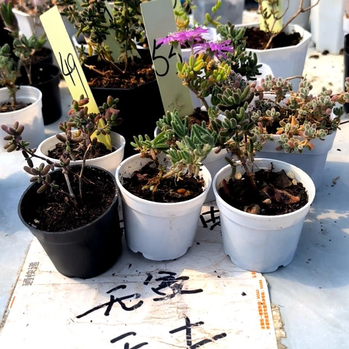 满9元包邮，八颗不同枝干老苗