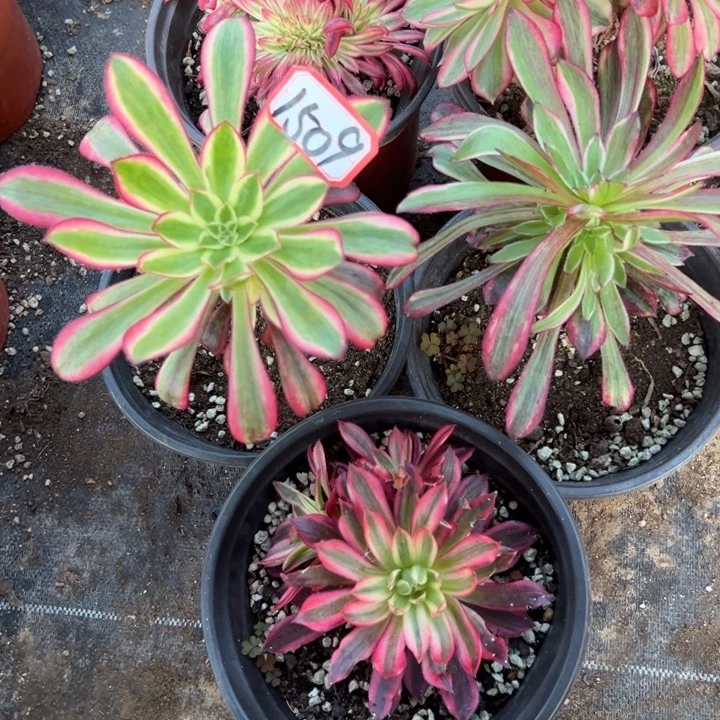 多肉植物1509不售后