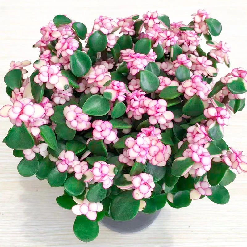 多肉植物金枝玉叶盆栽雅乐之舞老桩肉肉办公室内观赏花卉防辐射