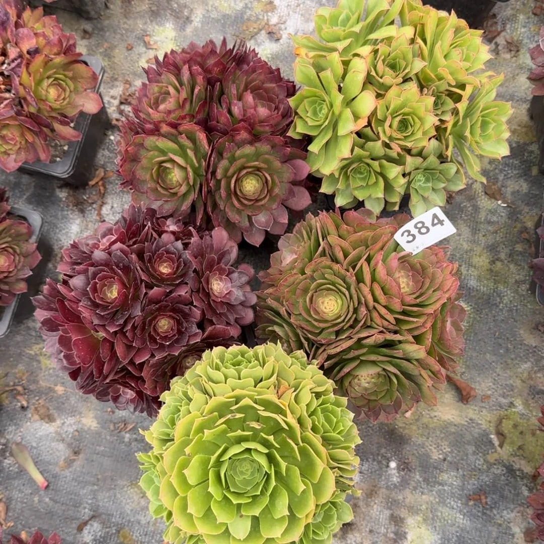 384多肉植物生长5棵