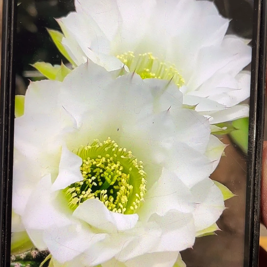 翠柳自根球5公分以上带盆土