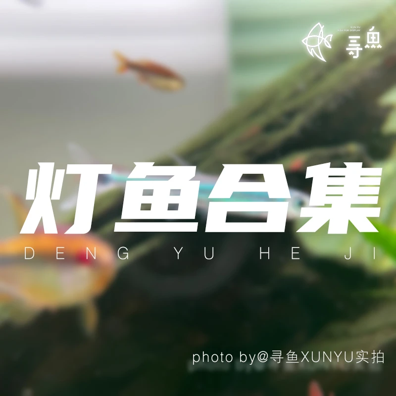 寻鱼XUNYU 小型热带观赏鱼活体合集顺丰包邮