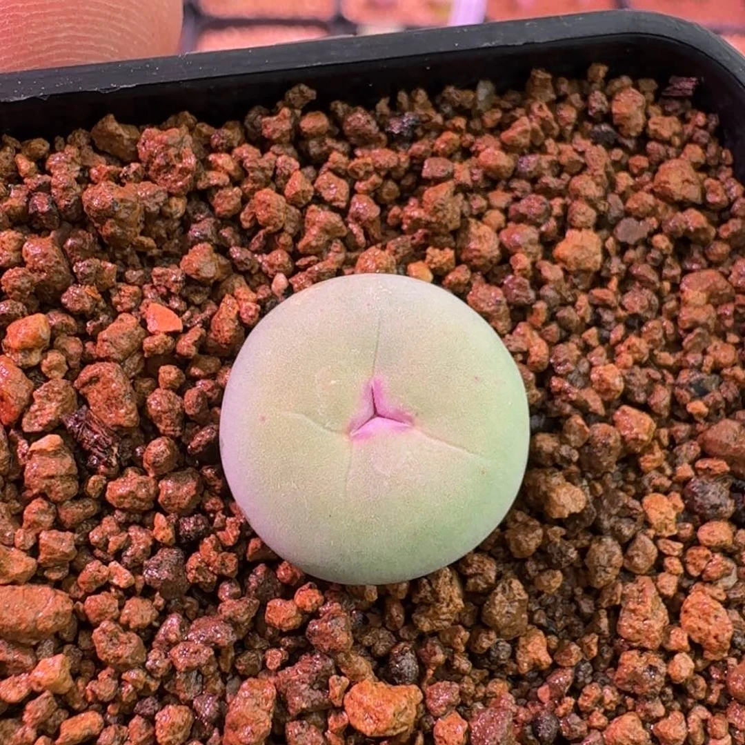 豪***?云缦精品番杏24.15