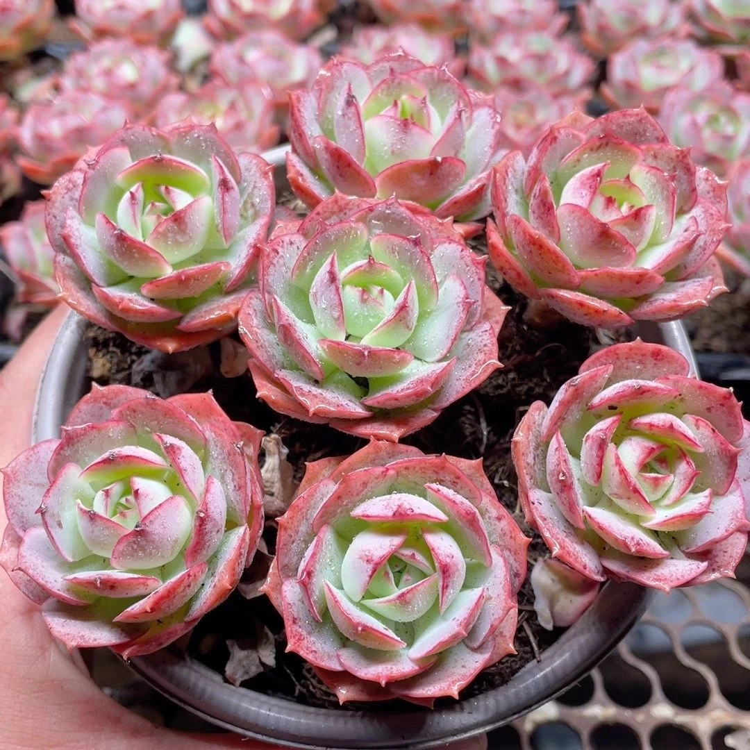 1号克罗地亚玫瑰多肉全店多肉拍满2单发货拍满5单送一包吡虫啉