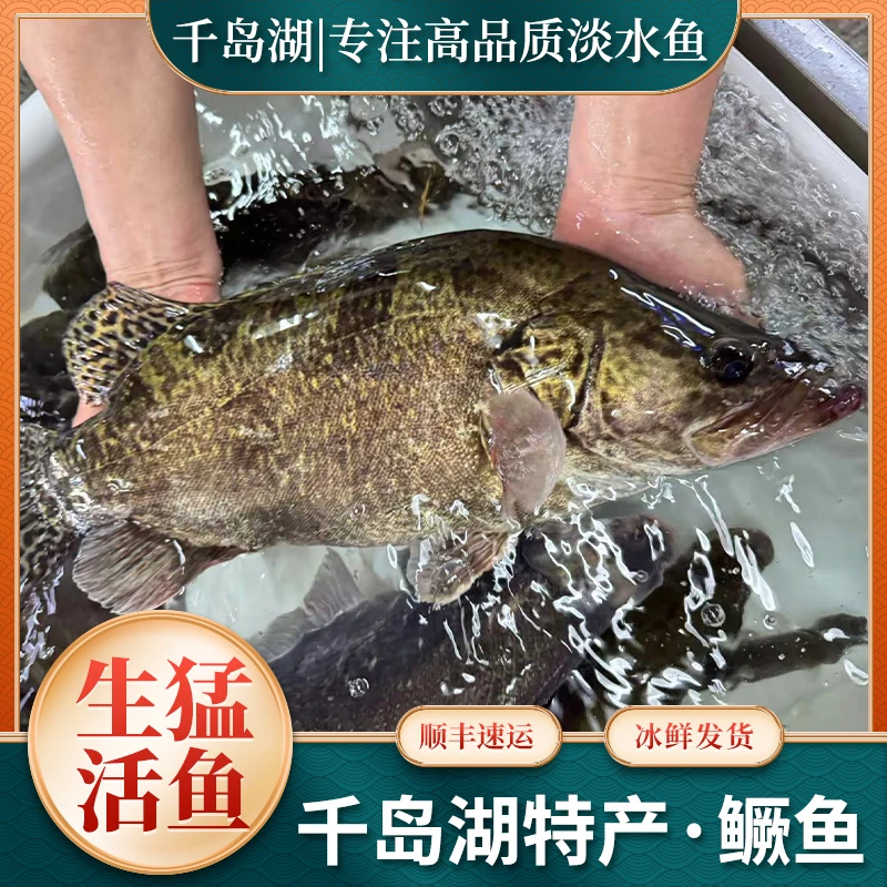 千岛湖野生鳜鱼老虎鱼圆桶鳜鱼扁鳜鱼活鱼现杀冰鲜发货