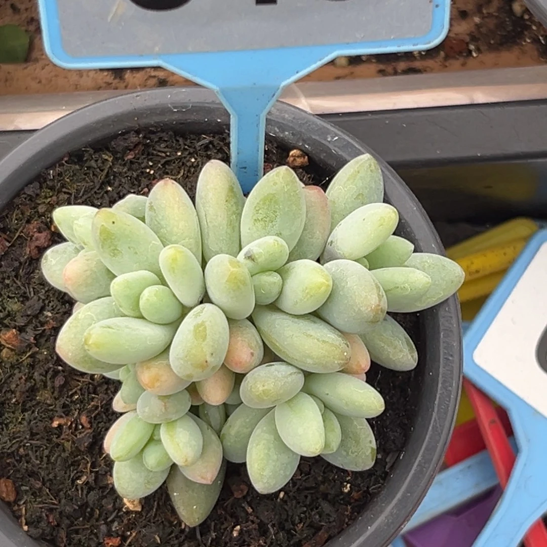 多肉植物白兰地546