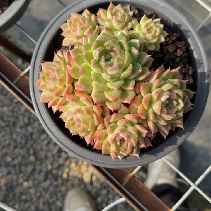 不知名多肉植物绿植