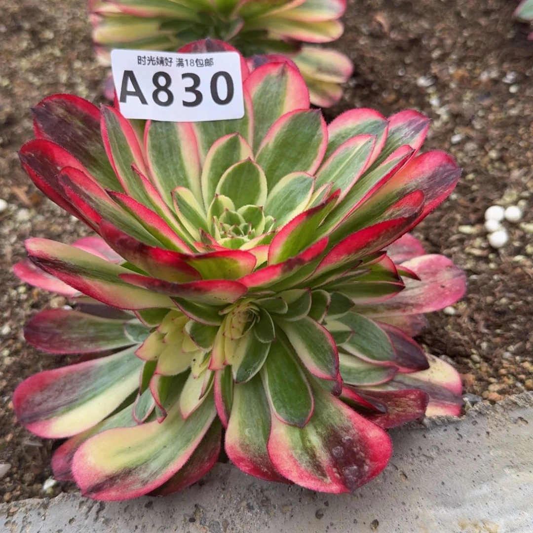 830海神。多肉植物