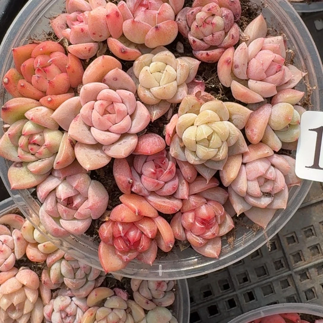 多肉植物多肉植物123