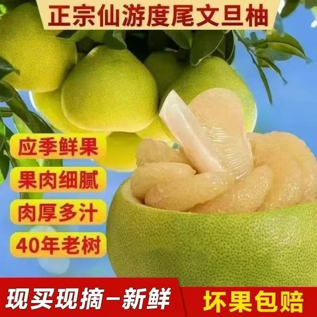 福建仙游度尾精品小孔文旦柚子红心蜜柚当季新鲜多汁水果