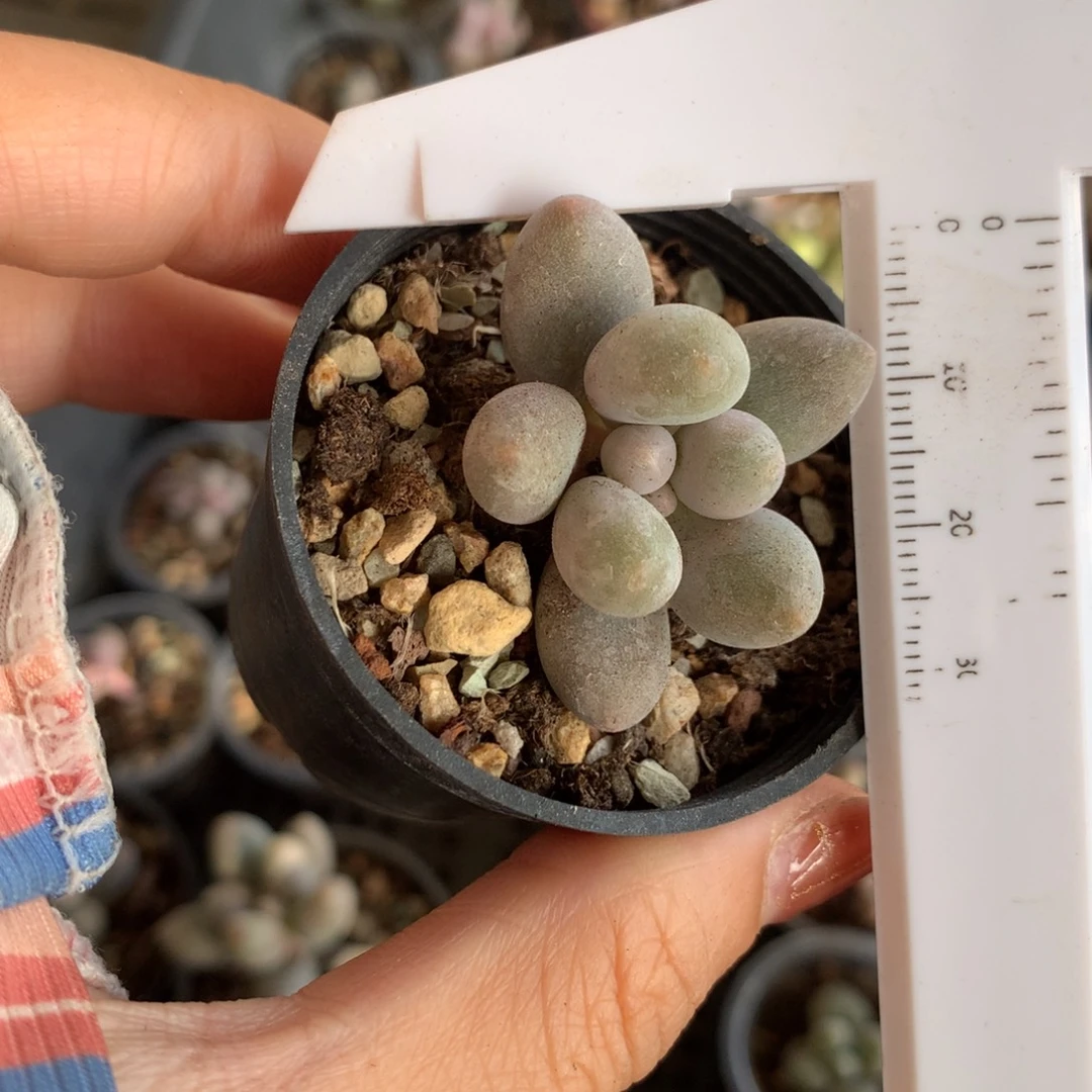仙子 不满28发到付，发一片叶，~
