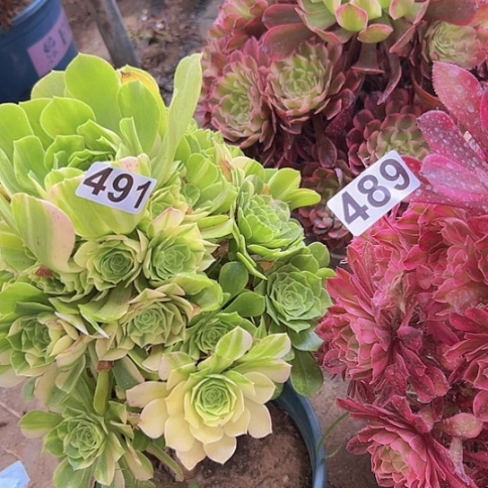 冰***雪多肉植物两个法师