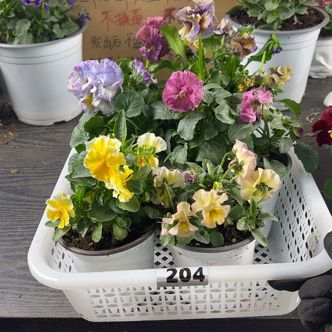 大部分花苞少量开放204号