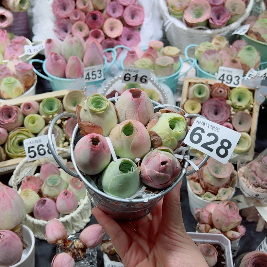 628彩色混合包子组合。  双耳小桶款。