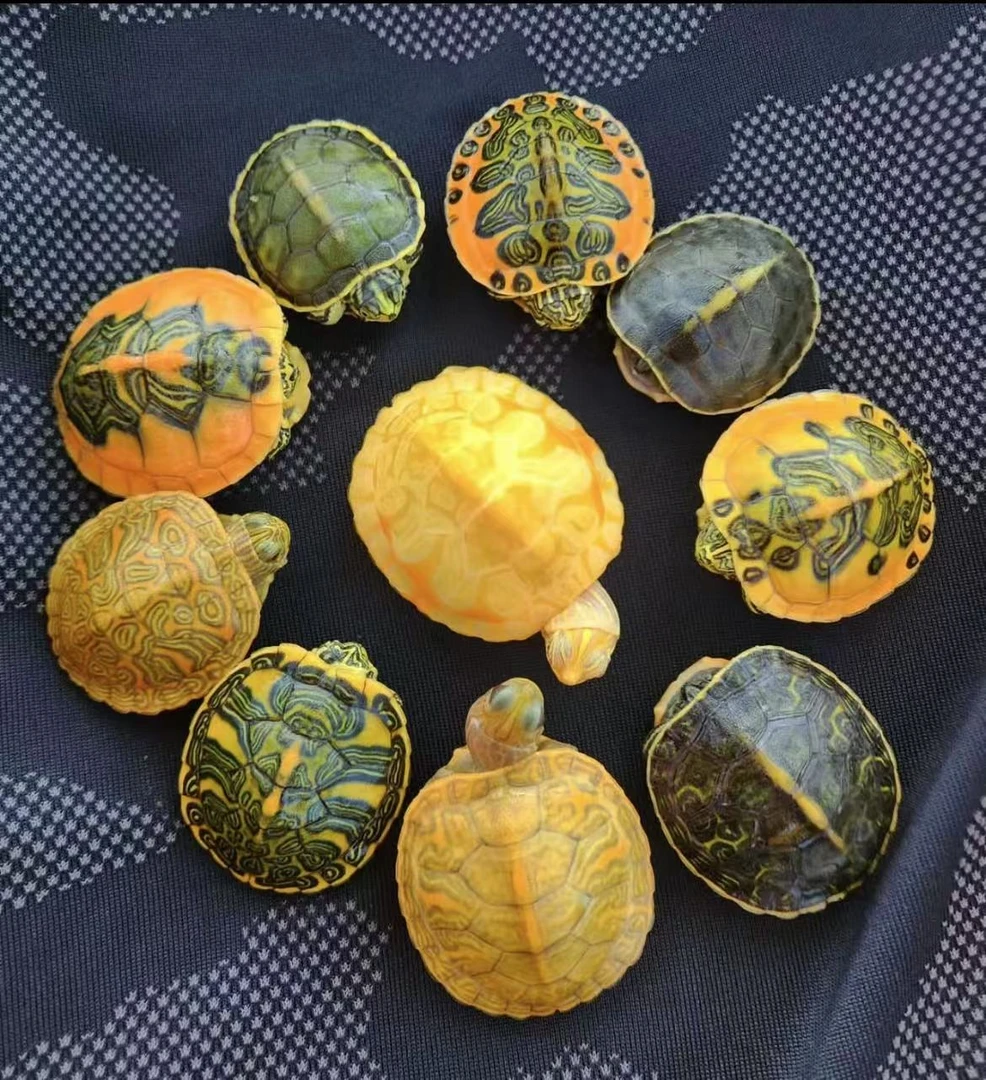 直播链接【10单龟龟随机发一只】（无360度开箱不售后）