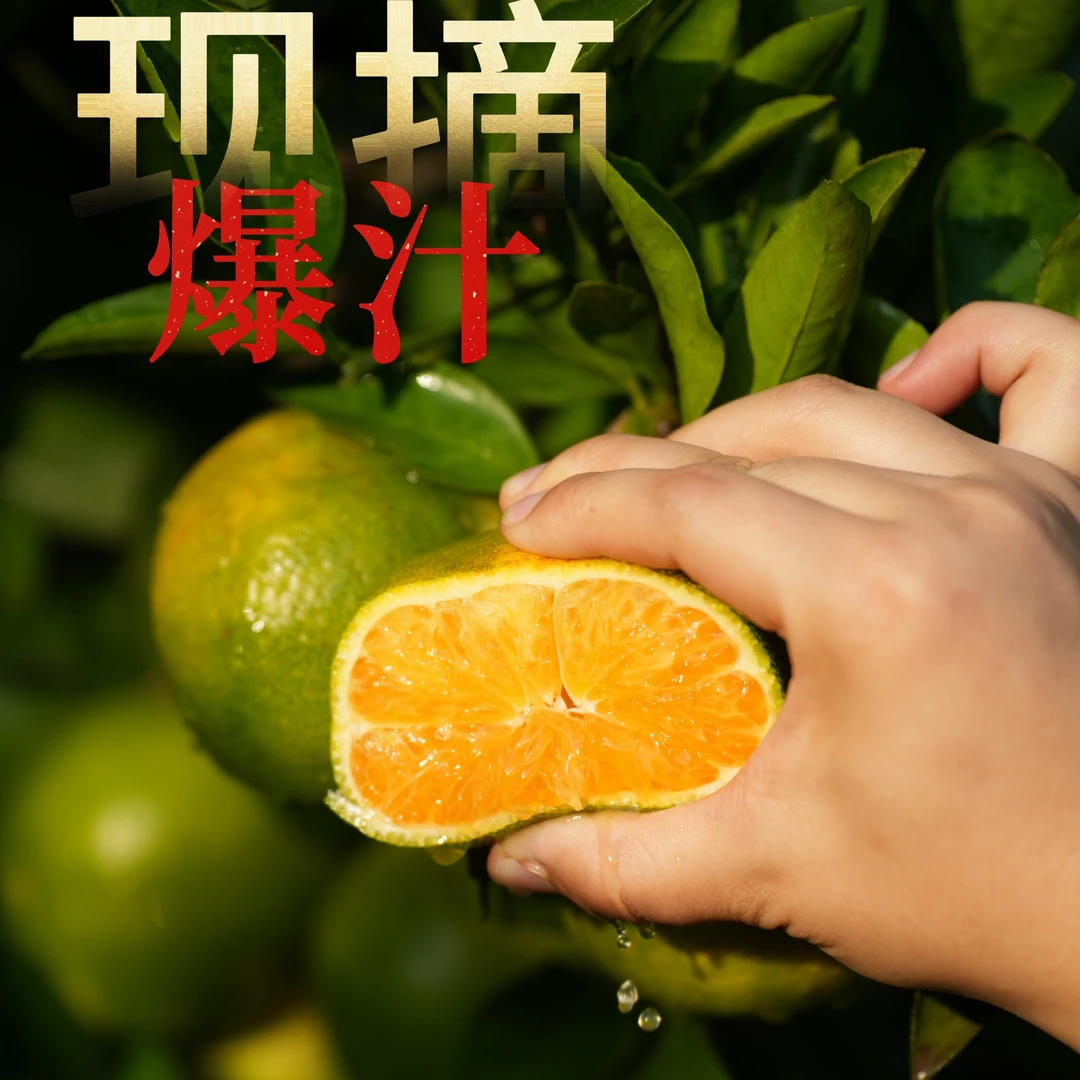 现摘无籽石门蜜桔新鲜应季多汁精品果