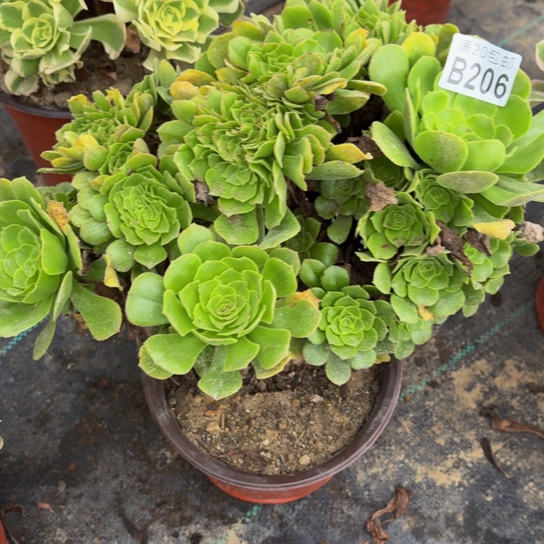 206多肉植物捧花的时候