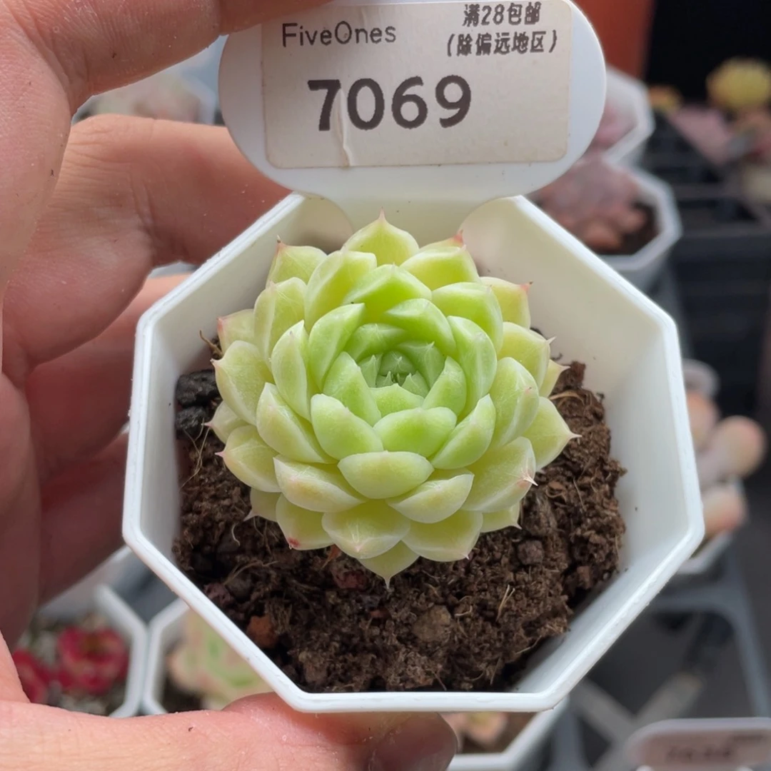 绿糖甜心7069-4厘米