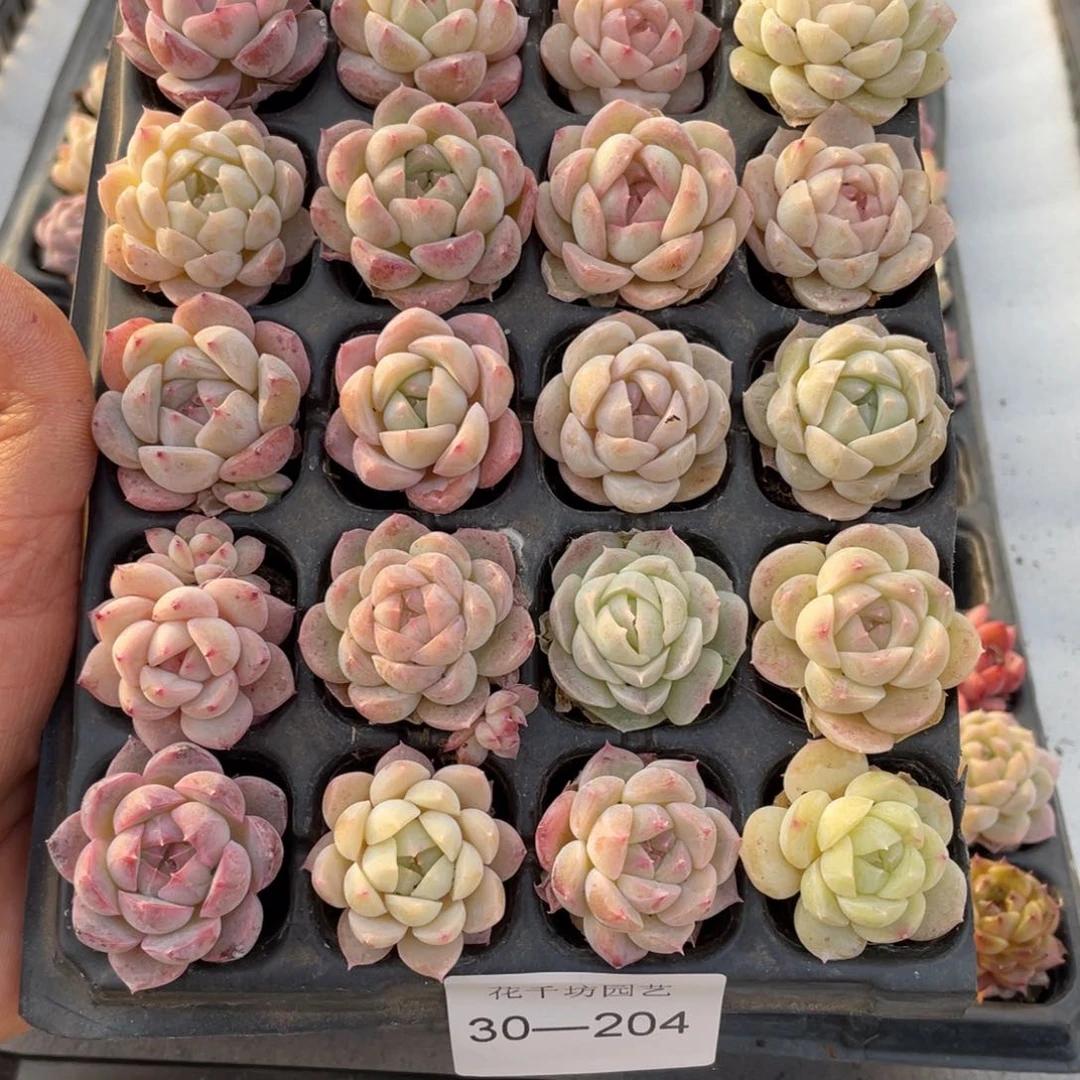 一物一拍20颗小苗30-204