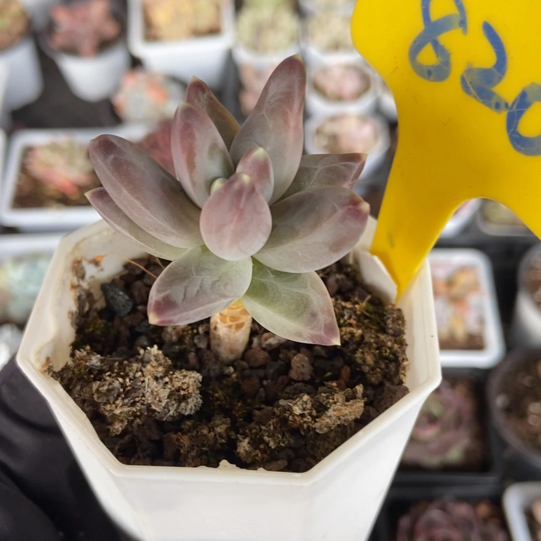 820乌拉克拉多肉植物